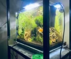 Beautiful aquarium for beautiful home