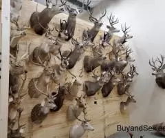 Excellent quality Taxidermy Mounts available for sale